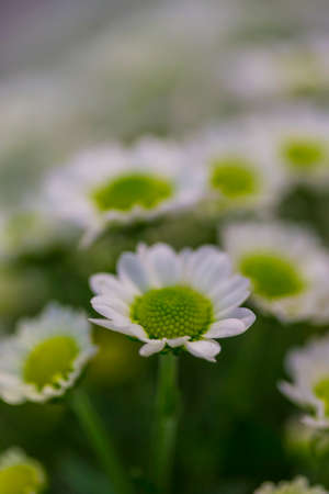 Macro of Daisy in Keukenhof National Flowers Park in Netherlands. Vertical Imageの写真素材