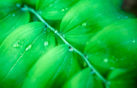 Closeup of Morning Water Drops on Green Park Leaves. Hoizontal Image