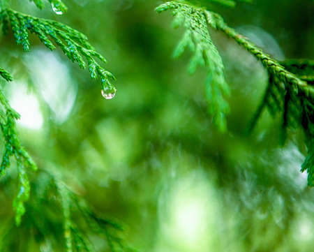 Morning Water Drops on Coniferous Branches in The Park Outdoors against Beautifully Blurred...