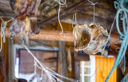 Traditional Norwegian Drying Fish Hanging Over The Ceiling On Fishermans Rope.Horizontal Imageの写真素材