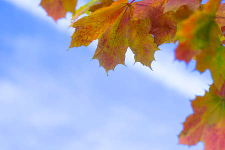 Nature Concepts. Closeup of Yellow Maple Leaves Against Blue Sky Background. Horizontal Image...