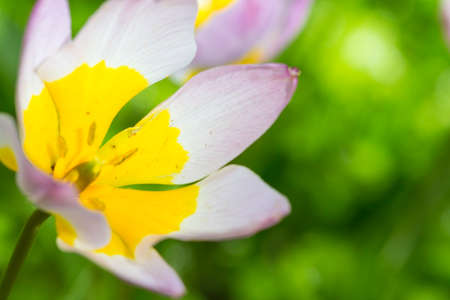 Nature and Botanical Concepts. Closeup Macro Shot of Classical Tulips Selectives Shot Against...