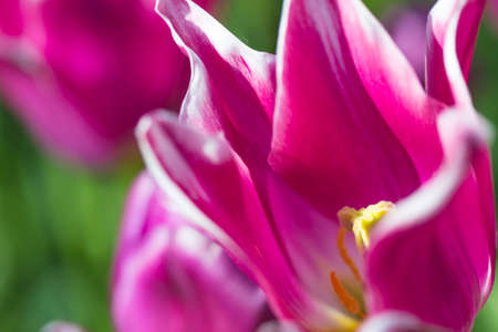 Nature and Botanical Concepts. Macro Shot of Dutch Tulips of Ballade Sort Against Blurred...
