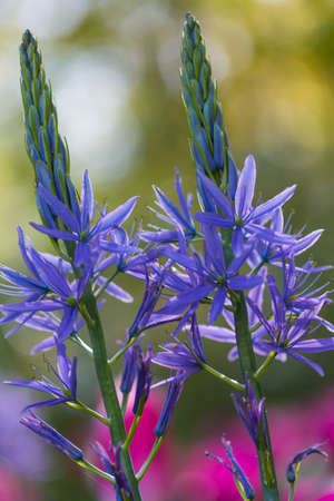 Nature and Botanical Concepts. Closeup Macro Shot of Allium Azureum Of The Selected Sorts Shot...