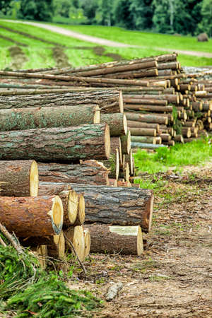 Ecology and Environment Concepts. Pine and Spruce Trees Logs Heaped Together in Bulk. Vertical Image