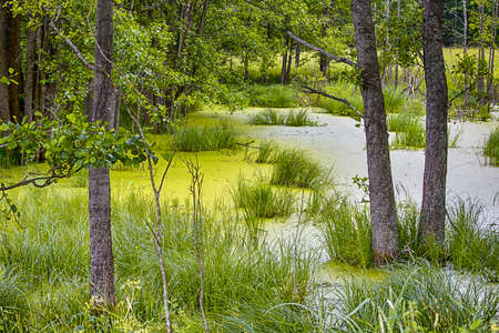 Traditional Tranquil Greenish Swampy Area in The Forest. Horizontal Image Composition