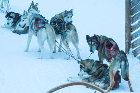 Rovaniemi- Finland, January 1, 2018: Highbred Alaskan Husky In Rovaniemi Husky Sledding Dog Park in Finland in January 1, 2018のeditorial素材