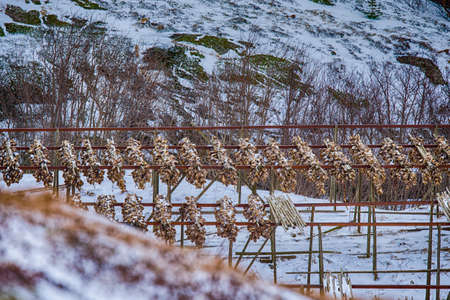 Traditional Fishing Village with Drying Cod Equipment at Lofoten Islands in Norway.Horizontal Image...