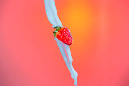 Splash Photography. Milk Spills Pouring Around Strawberry. Against Red Background.Horizontal Image Orientationの写真素材