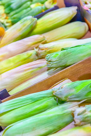 Fresh Indian Corns Prepared for Sale on Stand.Vertical Image Composition