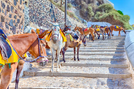 Travel Ideas. Line of Mules Resting In Stalls and Waiting for Tourists in Thira (Fira) the Capital of Santorini island. Horizontal Compositionの写真素材