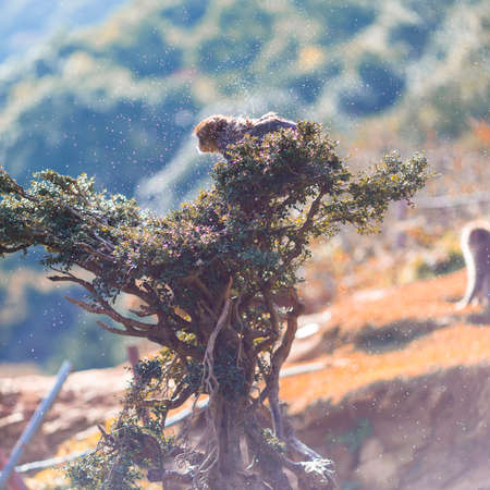 Japanese Travel Destinations. Two Japanese Baby Macaque On Tree at Arashiyama Monkey Park Iwatayama...