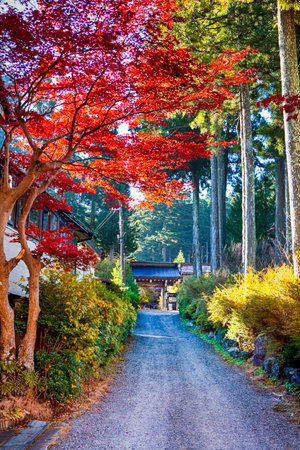 Entrance Gates of Tradtional Shinto Shrine With Line Of Red Maple Trees At Koyasan Mountain At Fall. Vertical Compositionのeditorial素材