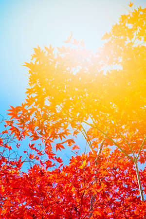 Picturesque Traditional Japanese Red Maples Branches Against Blue Sky in Japan. Vertical Shot