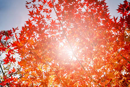 Picturesque Traditional Japanese Red Maples Branches With Sunlight Against Blue Sky in Japan. Horizontal Shotの写真素材