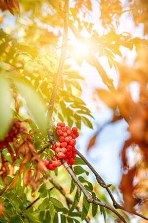 Extreme Closeup Image of Ashberry Berries Fruit Clusters Hanged on Trees Against Blue Sunny Sky. Vertical Compositionの写真素材