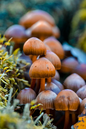 Old Brown tree Fungus Parasite Toadstools on Tree Stem Against Autumn Scenery in Polesye natural...