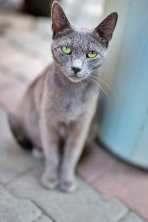 One Beautiful Green Eyed Cat. Vertical Image Compositionの写真素材