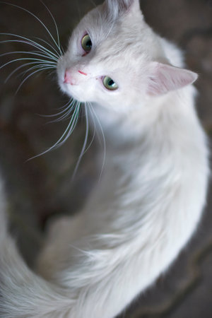 Green Eyed Cat. Vertical Image Compositionの写真素材