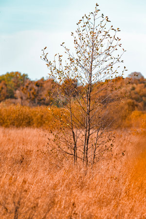 Scenic One Tree and Field Grass on Autumn Field Against Seasonal Scenery in Polesye Natural Resort. Vertical imageの写真素材