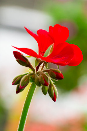 Closeup Macro Shot of Pelargonium or Garden Geranium Flowers of Angel Sort.Vertical Image Orientationの写真素材