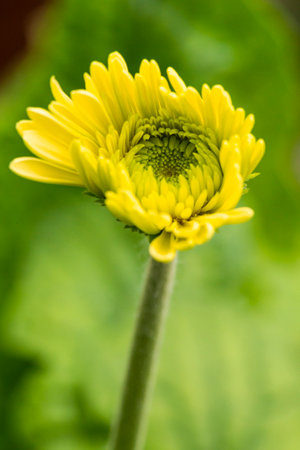Macro Shot of Gerbera Asteraceae of Zorachka or Star Sort Flower Herbera. Vertical Imageの写真素材