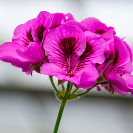 Closeup Macro Shot of Pelargonium or Garden Geranium Flowers of Bold Diamond Wedding Sort. Square imageの写真素材