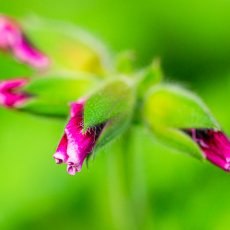 Closeup Macro Shot of Pelargonium or Garden Geranium Flowers of Jasper or Yashma Sort. Square imageの写真素材