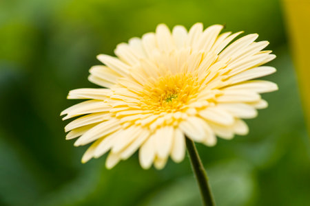Macro Shot of Gerbera Asteraceae of Zorachka or Star Sort Flower Herbera.Horizontal Imageの写真素材