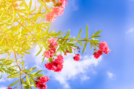 Colorful Perennial Flowers on Gran Canaria Island or Canary Islands in Spain. Horizontal imageの写真素材