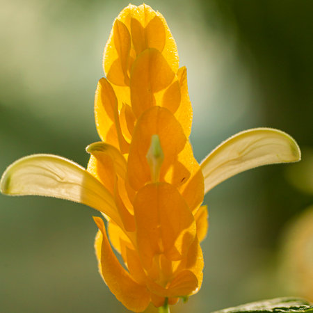 Closeup Image of Pachistachis lutea nees known as the golden shrimp plant or lollipop plant.Square Imageの写真素材