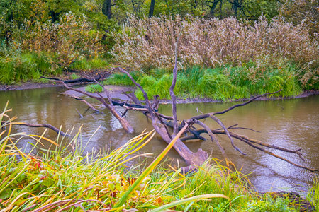 River With Wooden Forest Brown Log With Broken Branches Against Scenic Fall in Polesye Natural Resort. Horizontal Compositionの写真素材