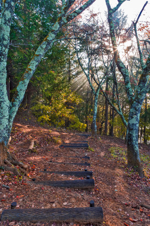Tranquil Scenery of Scenic Picturesque Morning Forest at Mt. Fuji Viewed From Behind of Chureito Pagoda With Sunny Rays and Pale Colors. Vertical Shotの写真素材