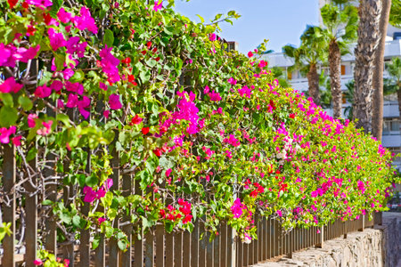 Colorful Perennial Flowers on Gran Canaria Island or Canary Islands in Spain. Horizontal imageの写真素材