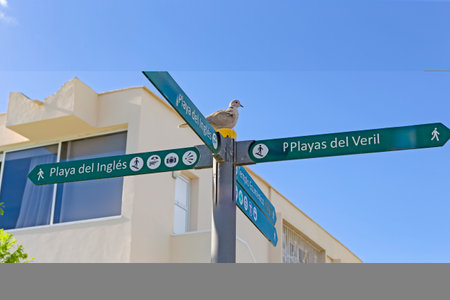 Collared Traditional Dove Sitting Over Street Sign of Playa del Ingles Beach in Maspalomas at Gran Canaria in Spain. Horizontal Imageの写真素材