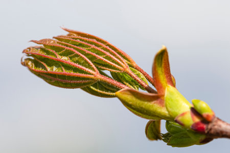 Close-up Macro Shot of One Spring Bud on Tree During Blooming Period in park At Spring Time With...