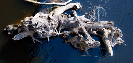 Drift wood floating in the riverの写真素材