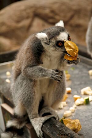 Freaky eating of fruitsの写真素材