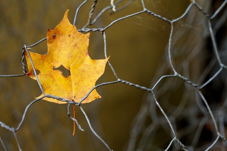 A leaf trapped by steelの写真素材