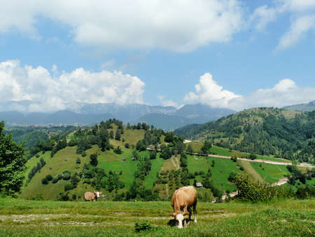 natureの写真素材