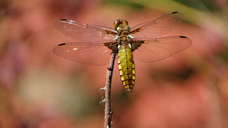 Dragonfly resting