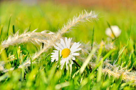 Single white flower in the grass with yellow grains