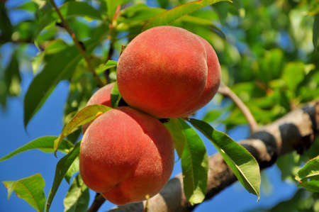 Ripe peaches ready to pick on tree branches