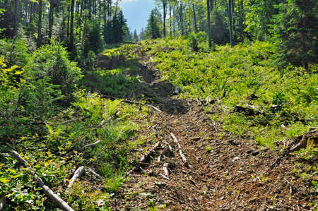 Wood exploitation funicular path