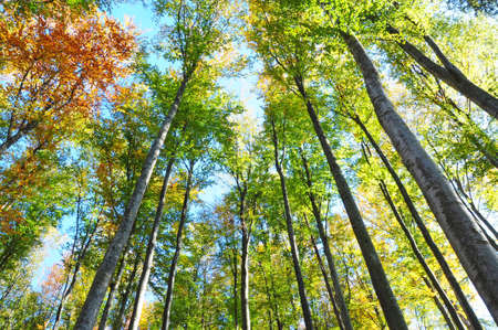 Looking Up In The Autumn Forest. Below view.
