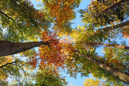 Autumn forest view from belowの写真素材