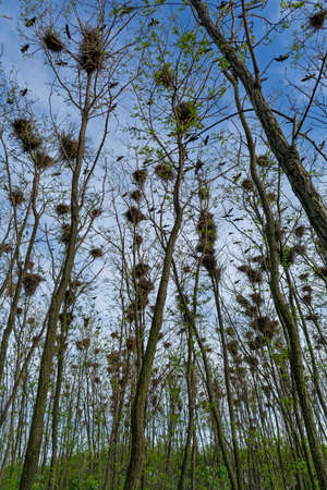Rookery Rook colonyの写真素材