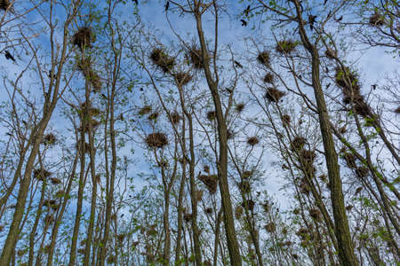 Rooks nesting colony. Corvus frugilegus.の写真素材