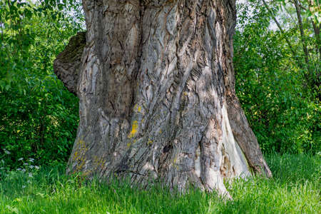 Trunk of a three hundred old big poplar treeの写真素材