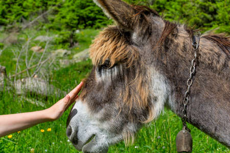 Girl hand caressing a beautiful donkey close upの写真素材